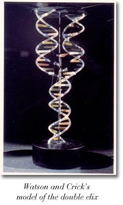 Watson and Crick's model of the double helix